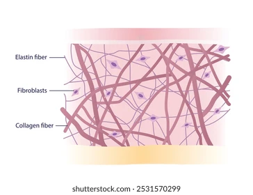 Collagen and elastin fibers in skin structure illustration for West Palm Beach skincare